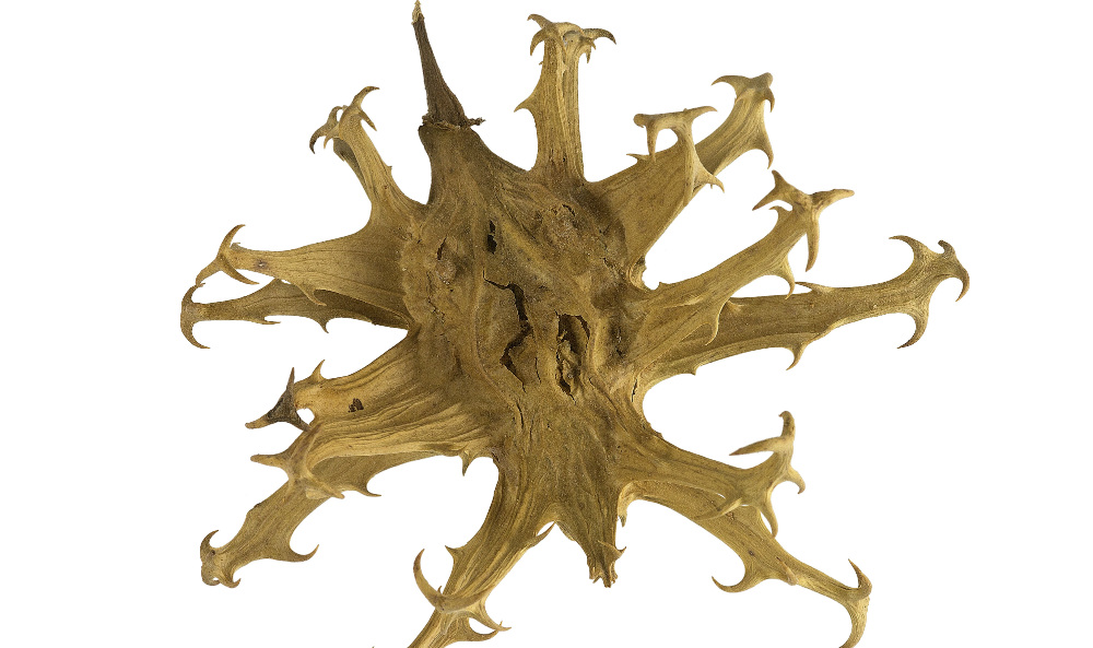 Devils Claw
