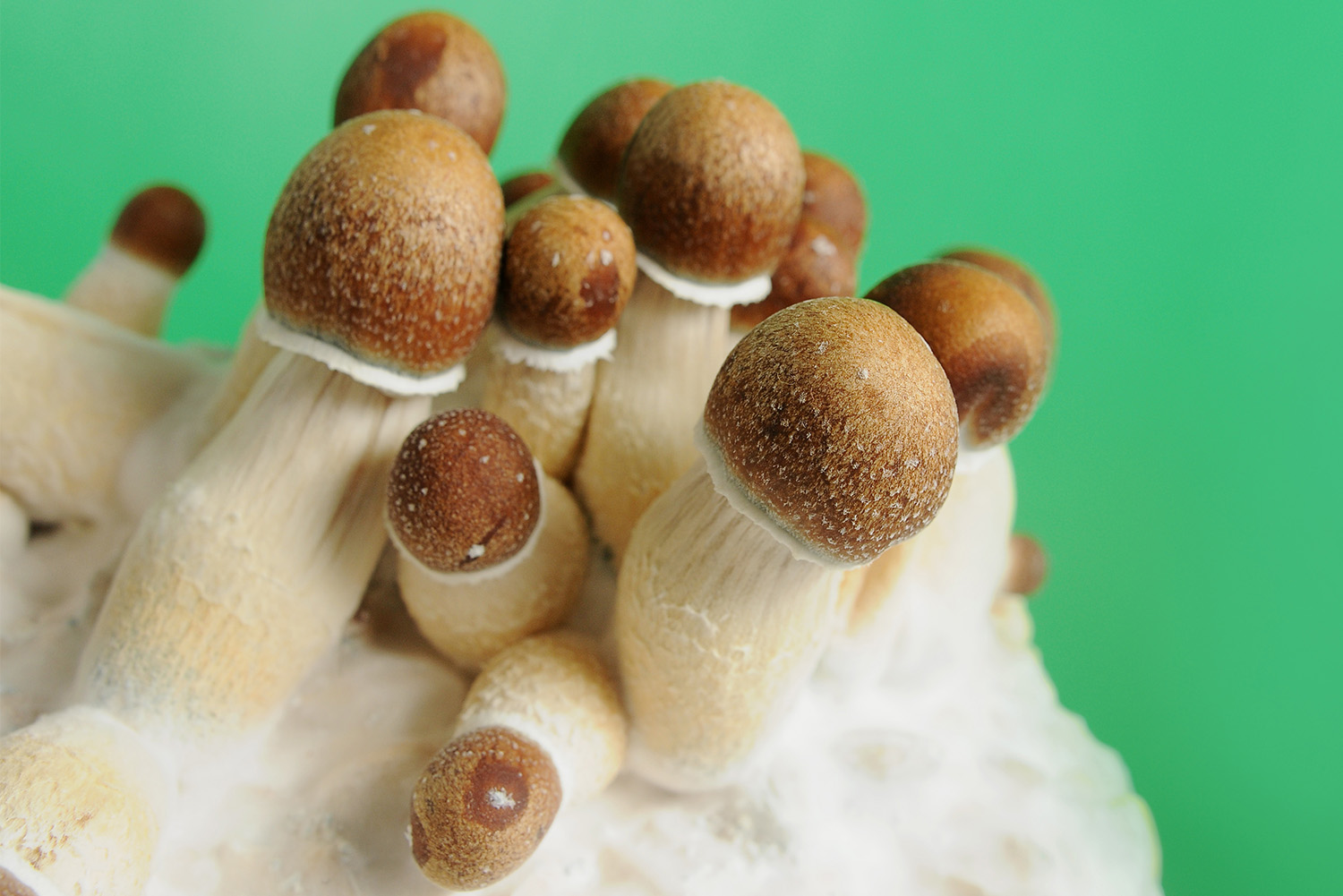 FreshMushrooms 100% Mycelium Grow Kits: All Types Compared