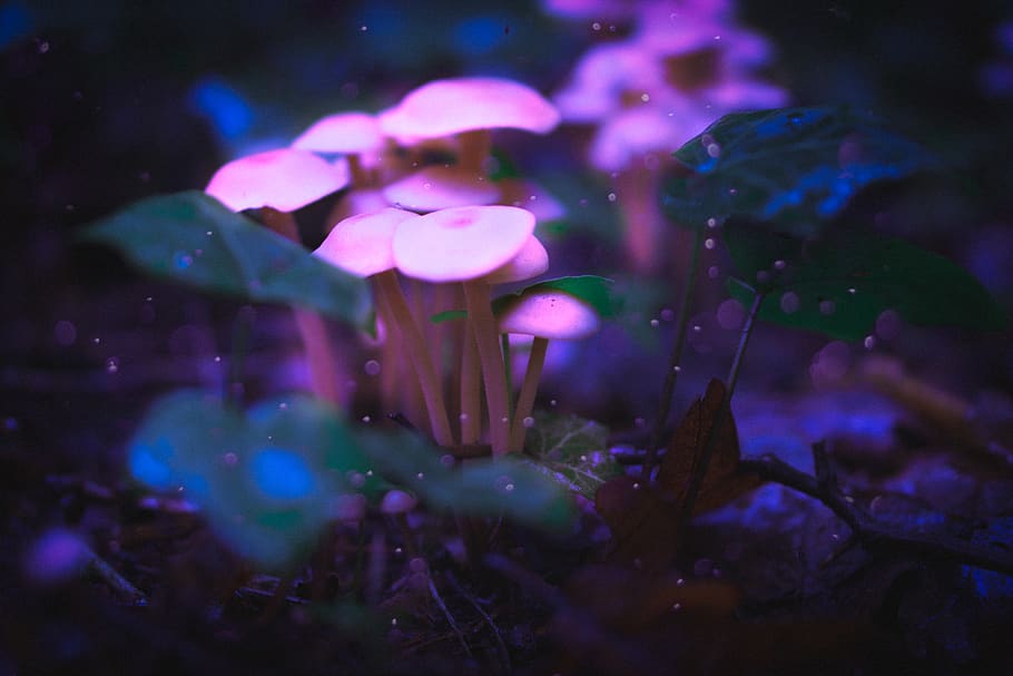 glowing mushrooms