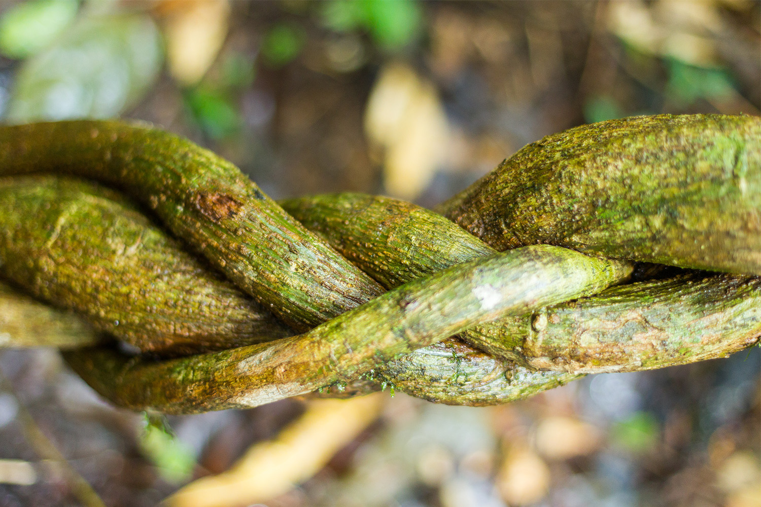 Growing Banisteriopsis Caapi: The Sacred Ayahuasca Vine
