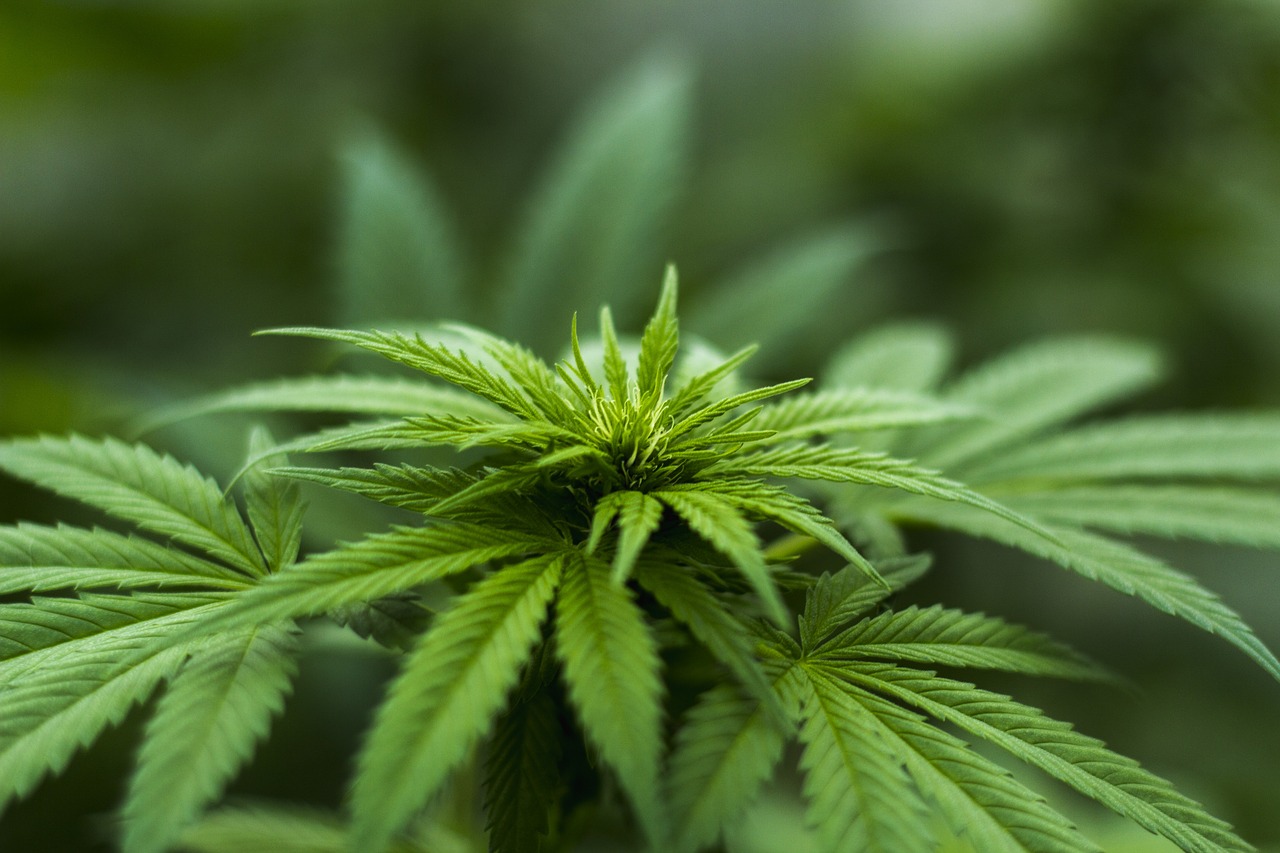 Facts about cannabis
