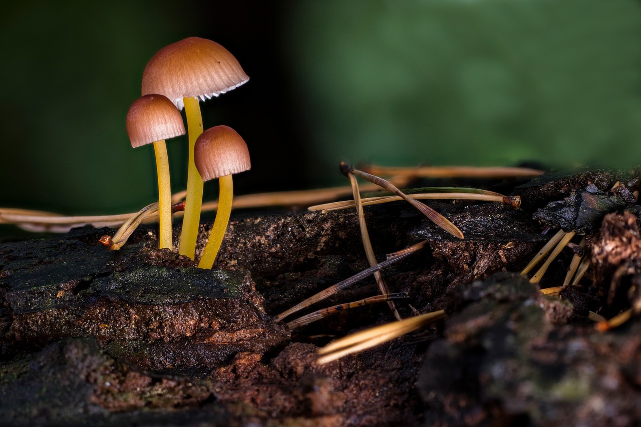 difference between truffles and magic mushrooms