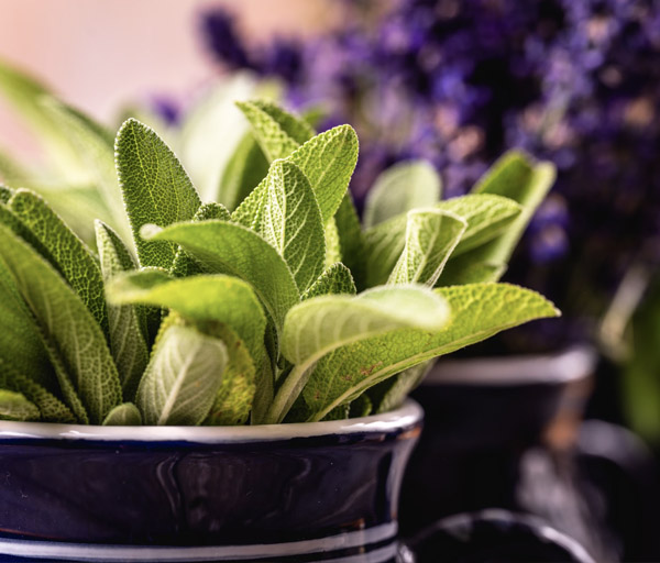 The world strongest Salvia Divinorum extracts