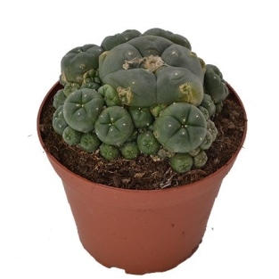 Peyote cluster 10.5cm - Lophophora williamsii