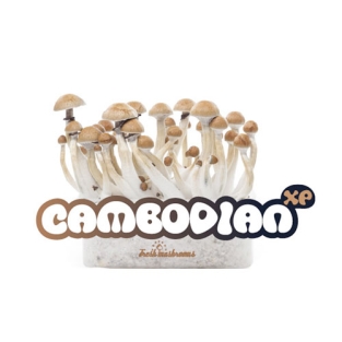 Cambodian FreshMushrooms Mushroom Grow Kit 1200cc