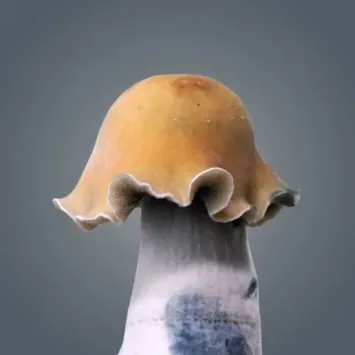 Golden Bluey Vuitton Growkit – Royale Flush