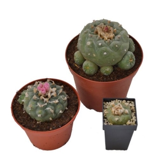 Peyote Decipiens - Lophophora decipiens