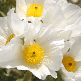 Prickly Poppy (Argemone Mexicana) 25g