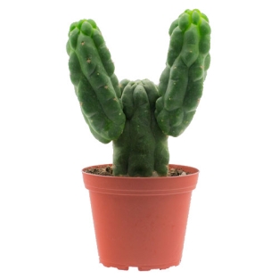 San pedro monstruosus - Trichocereus pachanoi