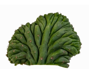 Trichocereus pachanoi forma cristata (cutting)