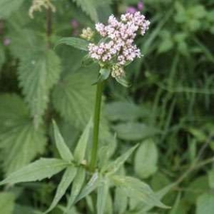 20 Semillas de Valeriana Officinalis