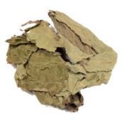 salvia